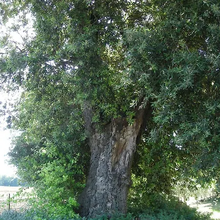 Mattei Casa di campagna