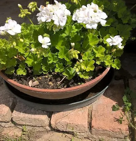 Casa di campagna Mattei *
